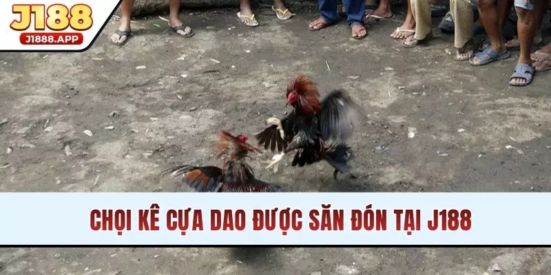 Chọi kê cựa dao được săn đón tại J188
