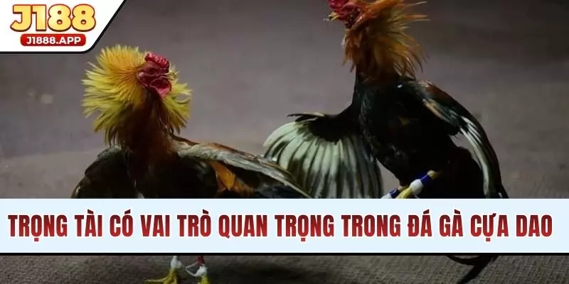 Trọng tài có vai trò quan trọng trong đá gà cựa dao