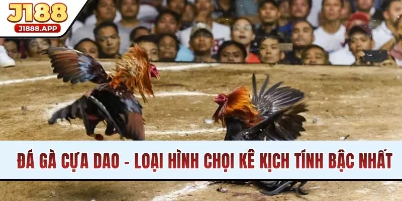 Đá Gà Cựa Dao - Loại Hình Chọi Kê Kịch Tính Bậc Nhất